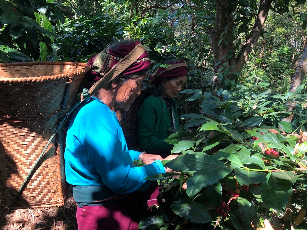 Coffee Farmer in Myanmar