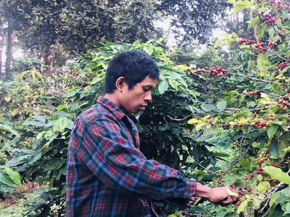 Ko Muang inspecting the specialty coffee harvest