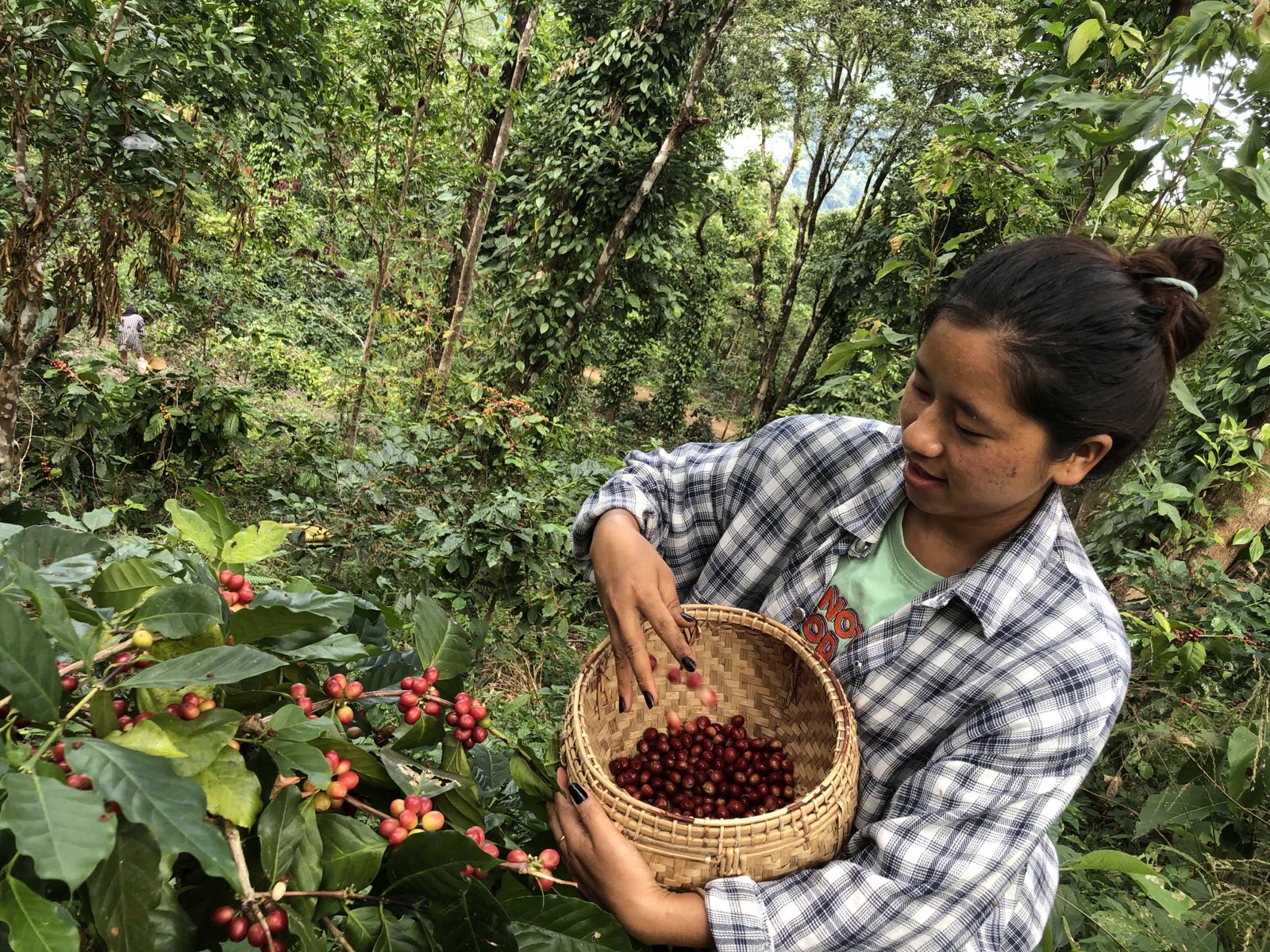 A New Bright Lantern - Lighthouse Coffee Roasters