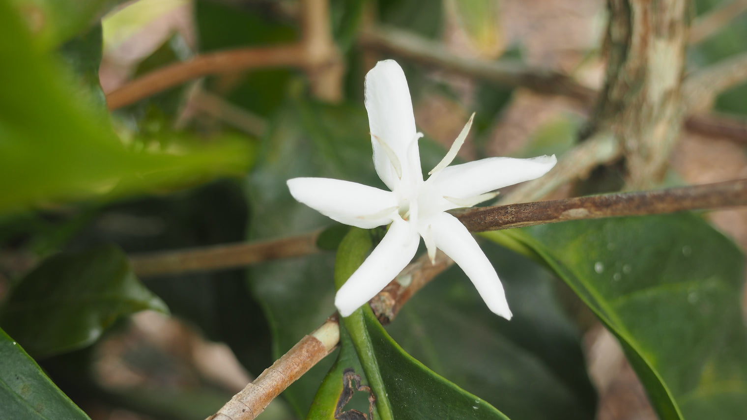 Wholesale Brazil