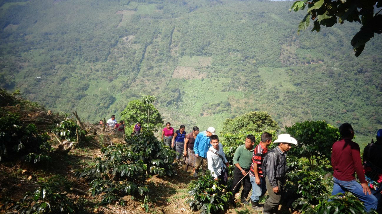 Tidal Blend ~ Guatemala & Myanmar