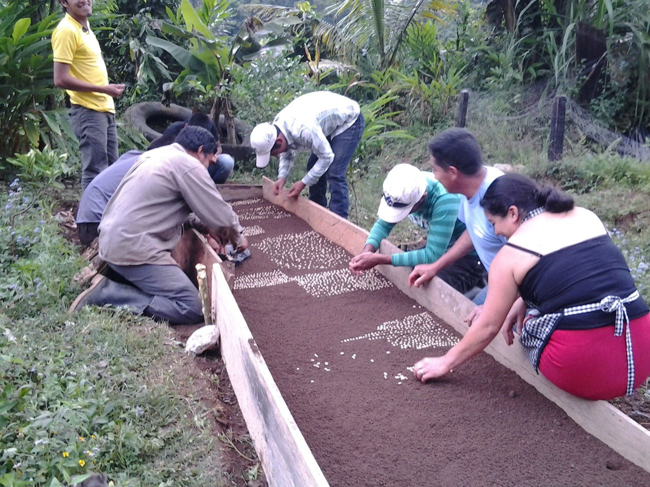 Tidal Blend ~ Guatemala & Myanmar