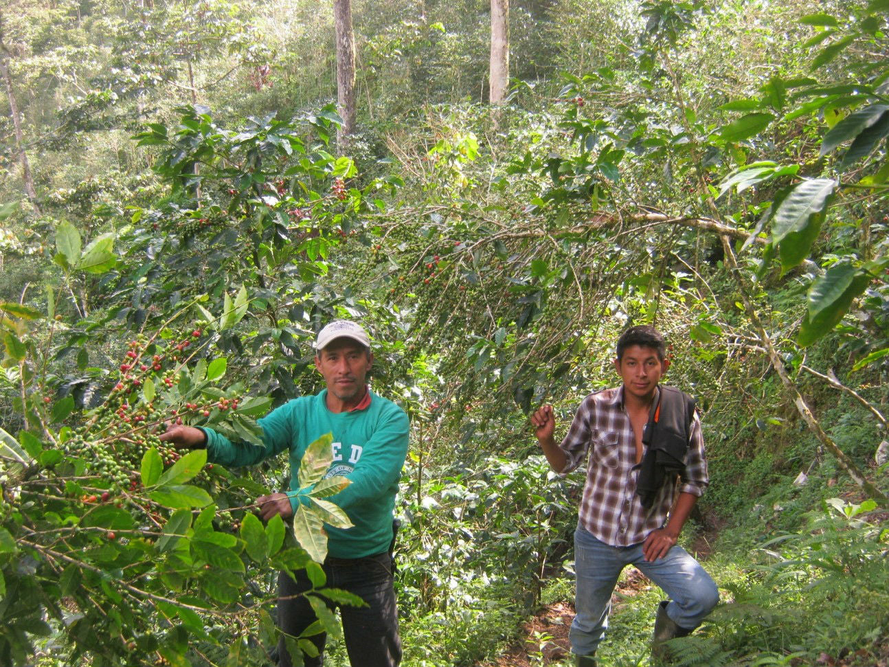 Tidal Blend ~ Guatemala & Myanmar